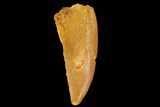 Serrated, Raptor Tooth - Real Dinosaur Tooth #176225-1